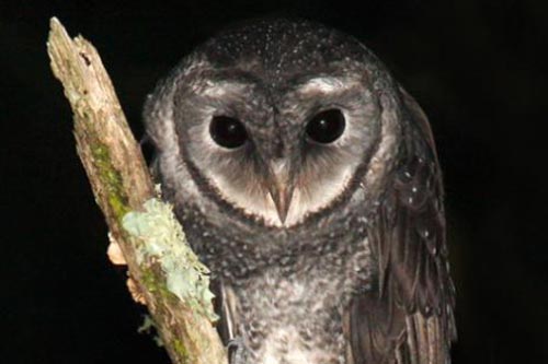 Có hay không chuyện chim lợn kêu là điềm báo có người chết?