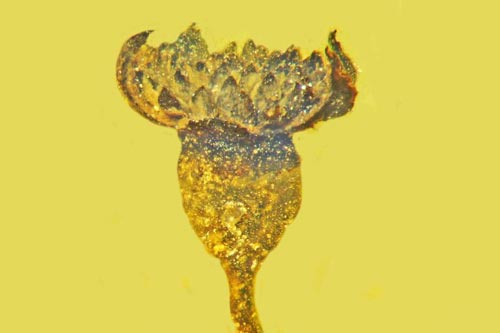 Bông hoa triệu năm tuổi nguyên vẹn như mới hái trong hổ phách