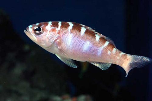 Sửng sốt loài cá liên tục thay đổi giới tính để chứng minh sự chung thủy