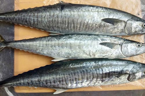 Mách bạn cách chọn cá thu tươi ngon không bị ướp Urê