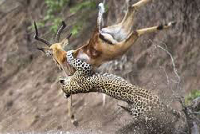 Báo săn phi thân lên không trung đoạt mạng linh dương trong chớp mắt