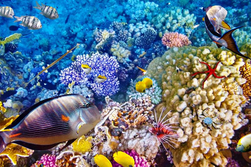 Top 10 bí ẩn kỳ lạ mà các nhà khoa học đã tìm thấy dưới đáy đại dương