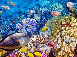 Top 10 bí ẩn kỳ lạ mà các nhà khoa học đã tìm thấy dưới đáy đại dương