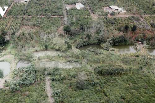 Cà phê cảnh quan - hướng phát triển bền vững của ngành cà phê Đắk Lắk