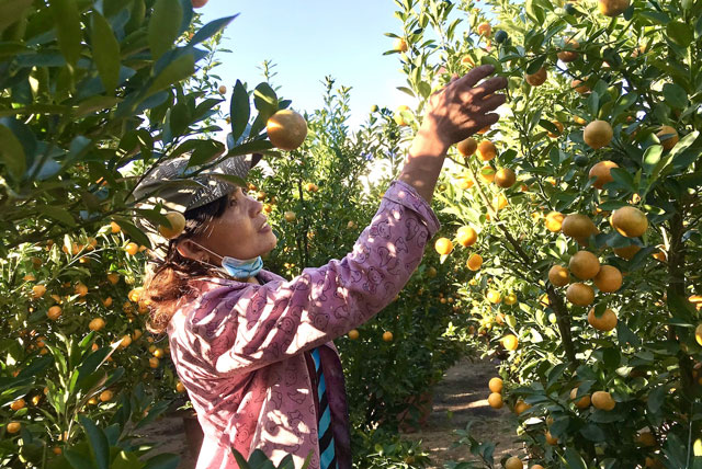 Thủ phủ quất miền Trung thấp thỏm vụ Tết