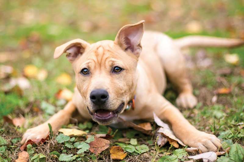 Vận hạn năm 2021 của 12 con giáp và cách hóa hung thành cát