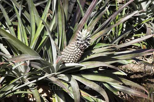 Chế tạo máy bay không người lái từ rác quả dứa