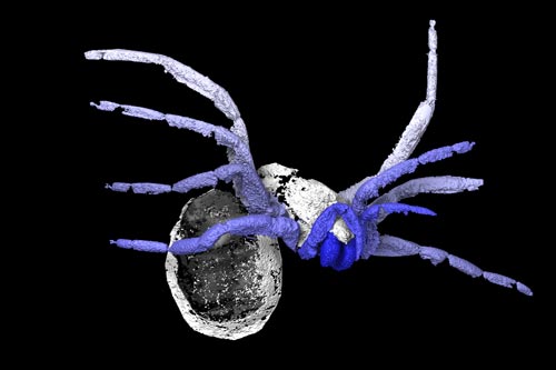 Phát hiện hóa thạch nhện 305 triệu năm tuổi