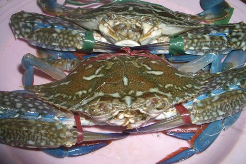 Bí quyết chọn mua và bảo quản cua, ghẹ cực chuẩn