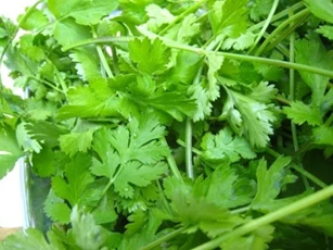 Tác dụng phụ đáng sợ của rau mùi bạn phải biết
