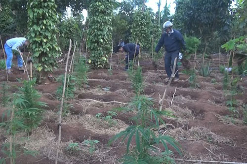 Đắk Lắk: Trồng xen canh hơn 1.000 cây cần sa trên rẫy hồ tiêu