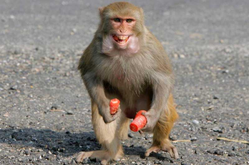 7 ngày cuối tháng 11 Âm lịch, 3 con giáp này dễ được trời ban lộc, giàu sang bất ngờ