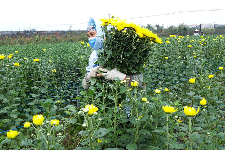 Vụ hoa Tết 2021: Được mùa, người trồng vẫn... thấp thỏm