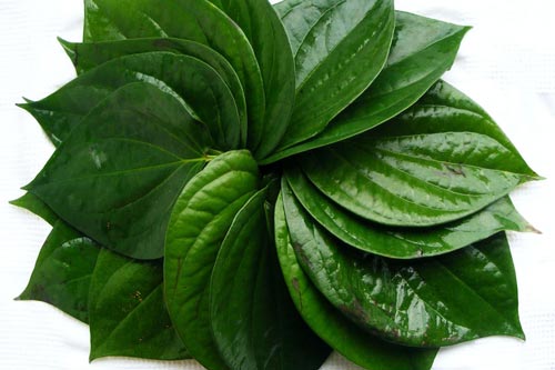 Xay lá trầu không bôi lên mặt theo cách này nám da bao nhiêu cũng hết