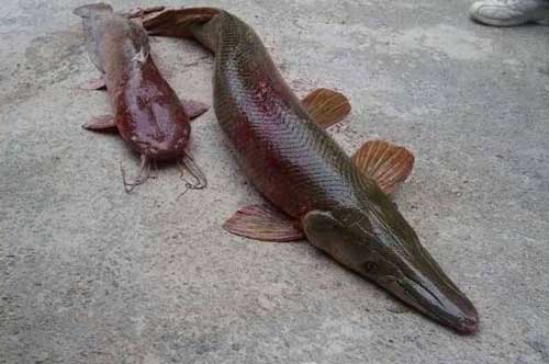 Chàng trai câu được con cá lạ mời bạn bè cùng đến ăn nhưng không một ai dám động đũa: Thật may mắn!