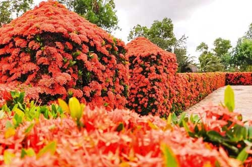 "Dành cả thanh xuân" để làm hàng rào, gia đình ở miền Tây khiến ai nấy mắt tròn mắt dẹt với thành quả đáng đồng tiền bát gạo