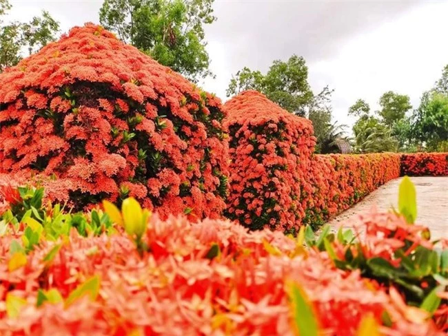 "Dành cả thanh xuân" để làm hàng rào, gia đình ở miền Tây khiến ai nấy mắt tròn mắt dẹt với thành quả đáng đồng tiền bát gạo - Ảnh 2.