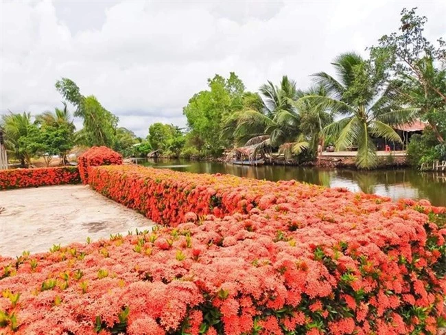 "Dành cả thanh xuân" để làm hàng rào, gia đình ở miền Tây khiến ai nấy mắt tròn mắt dẹt với thành quả đáng đồng tiền bát gạo - Ảnh 3.