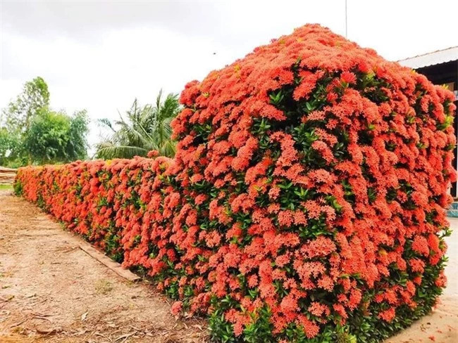 "Dành cả thanh xuân" để làm hàng rào, gia đình ở miền Tây khiến ai nấy mắt tròn mắt dẹt với thành quả đáng đồng tiền bát gạo - Ảnh 5.