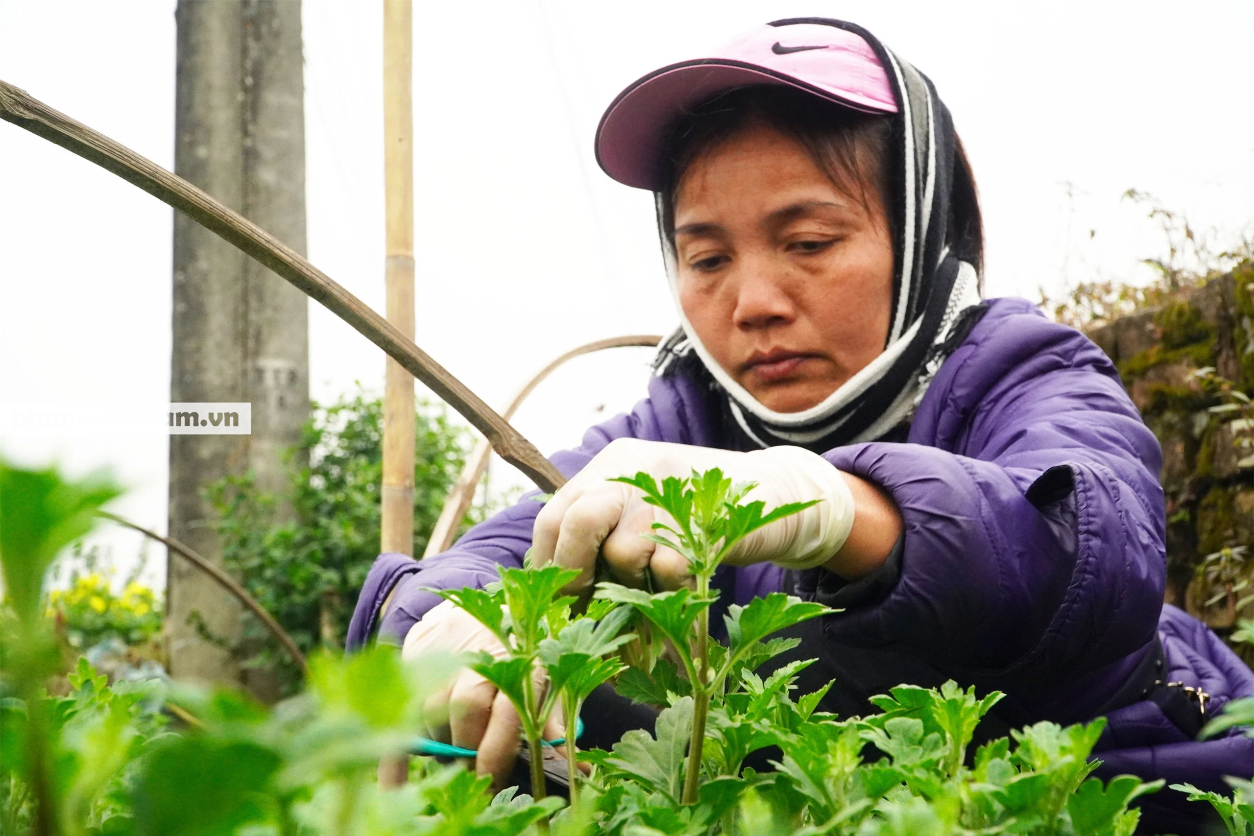 Người trồng hoa Tây Tựu dựng chòi trông hoa, ngủ qua đêm giữa trời rét buốt - Ảnh 14.