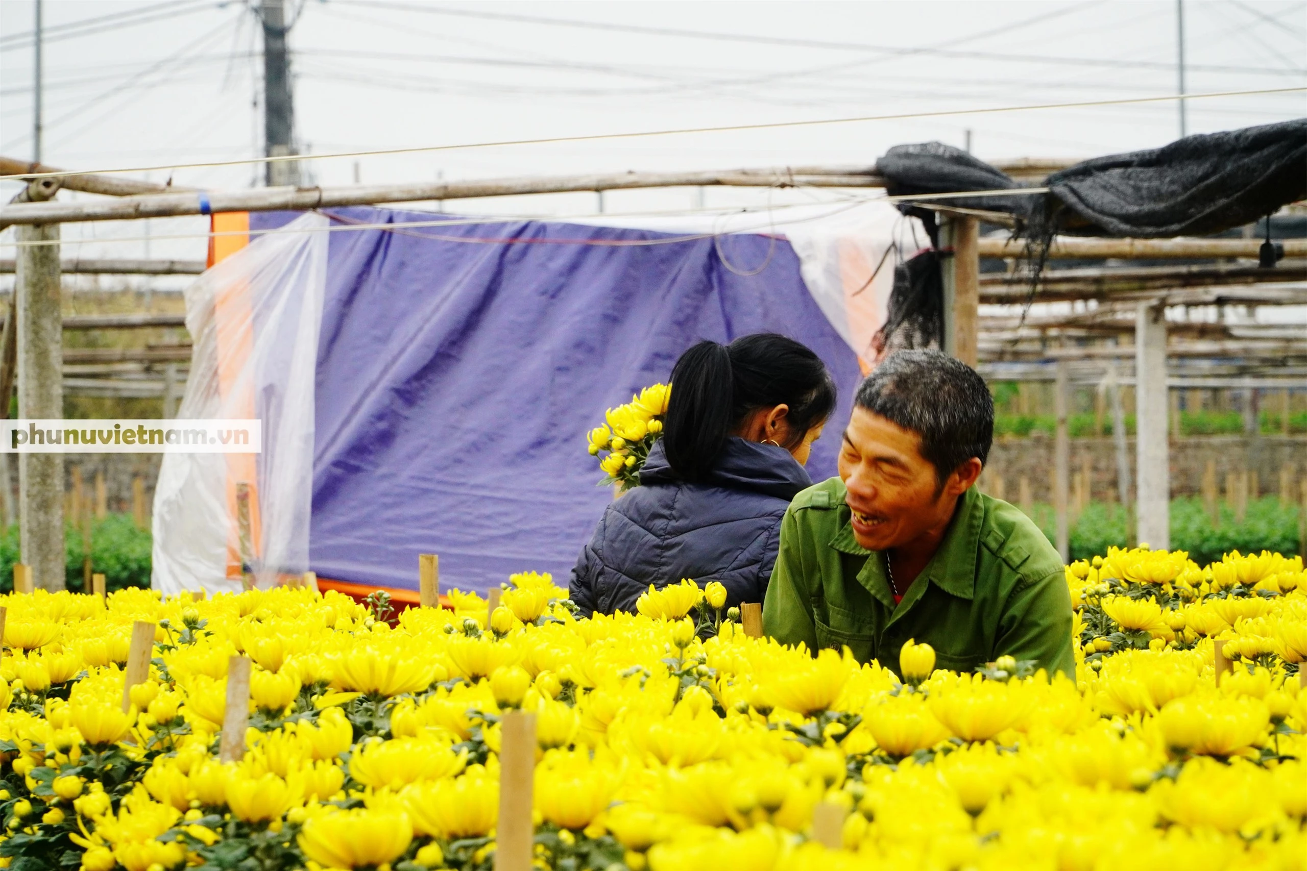 Người trồng hoa Tây Tựu dựng chòi trông hoa, ngủ qua đêm giữa trời rét buốt - Ảnh 4.