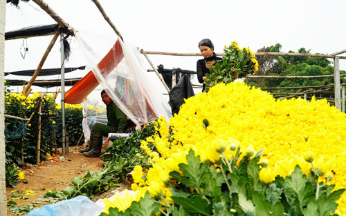 Người dân Tây Tựu 'ăn, ngủ cùng hoa' giữa đêm rét buốt