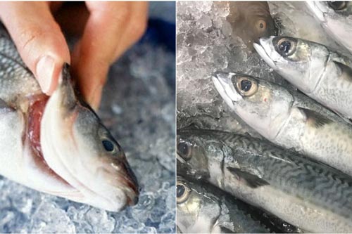Bí quyết chọn cá để không lo bị nhiễm độc