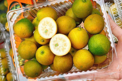 Độc đáo loại quất không hạt Đài Loan, hút khách dịp Tết