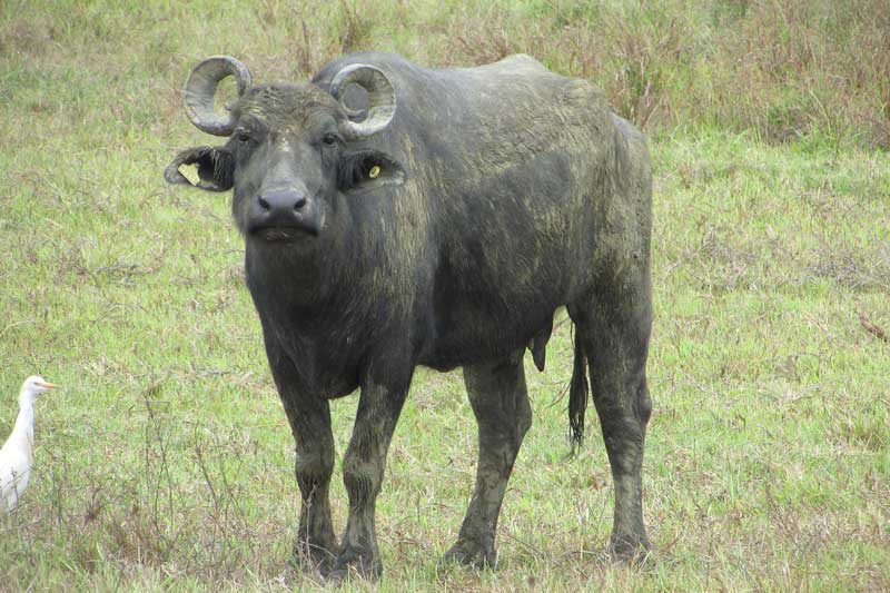 12 con giáp sẽ phát tài tháng nào trong năm 2021?