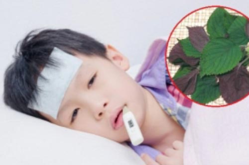 Trị ho sốt, cảm lạnh cho bé không cần kháng sinh: Mẹ dùng ngay bài thuốc từ loại lá quen thuộc