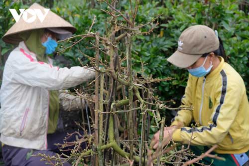 Làng mai An Nhơn chật vật bán mai Tết
