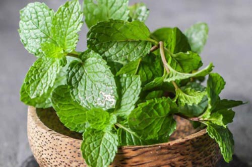 Đặt một bình cây bạc hà trong nhà giúp đuổi cả một đàn gián ra khỏi nhà