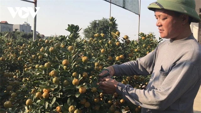 Người trồng đào, quất tất bật vào mùa Tết - Ảnh 1.