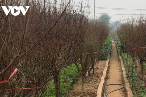 Người trồng đào, quất tất bật vào mùa Tết