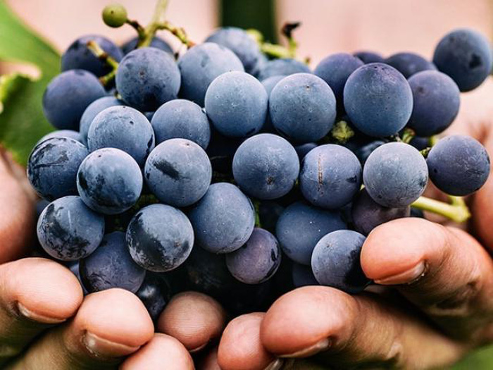 Mua nho đừng dại chọn 3 quả này, người bán không bao giờ ăn