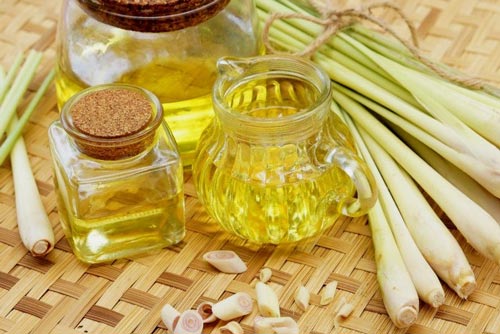 5 loại tinh dầu khiến muỗi sợ chạy xa