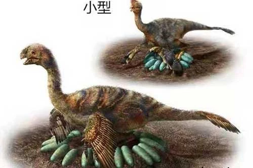 Hình ảnh cho thấy hành vi ấp trứng của khủng long oviraptorids trưởng thành. Ảnh: Global Times.