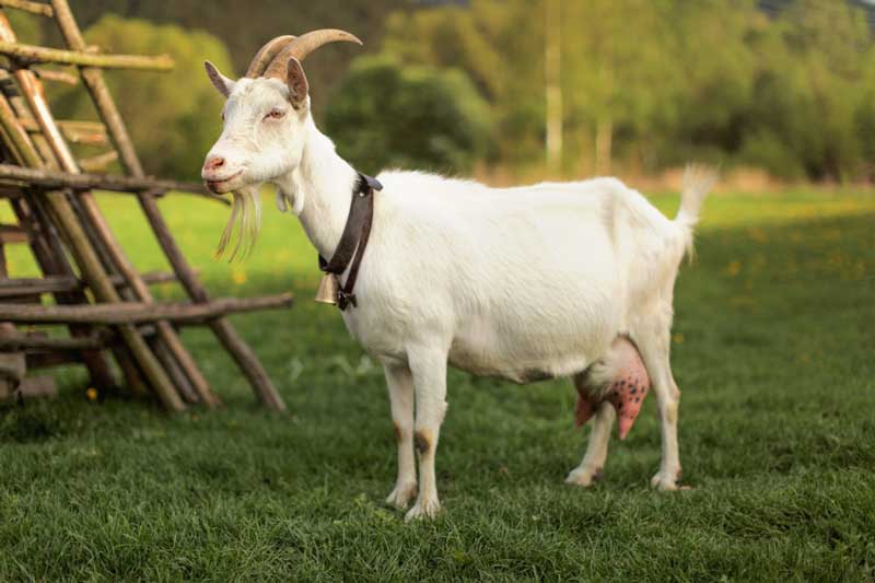 Top 3 con giáp dễ được 'thần phật' ban thưởng, vận may ập đến, tình tiền như ý trong 2 ngày cuối tuần này