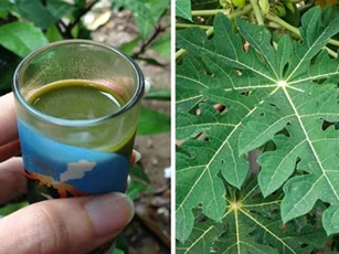 "Tiên dược" cho sức khỏe mà ai cũng đang thờ ơ, ném bỏ