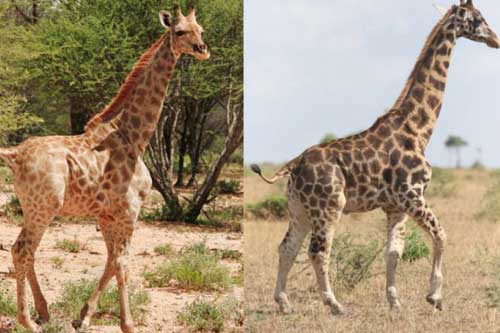 Lần đầu tiên tìm thấy hươu cao cổ… chân ngắn trong tự nhiên