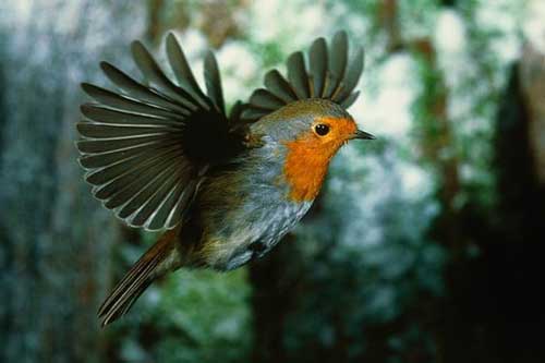 Bí ẩn 'giác quan lượng tử' của loài chim