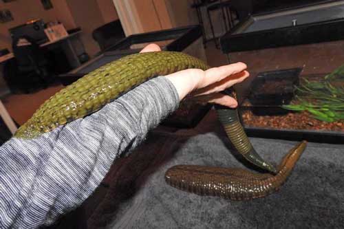 Rùng mình "thú vui" nuôi đỉa làm thú cưng