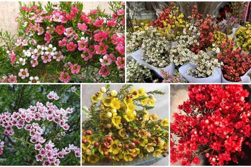 Những loại hoa lạ hút khách dịp cận Tết