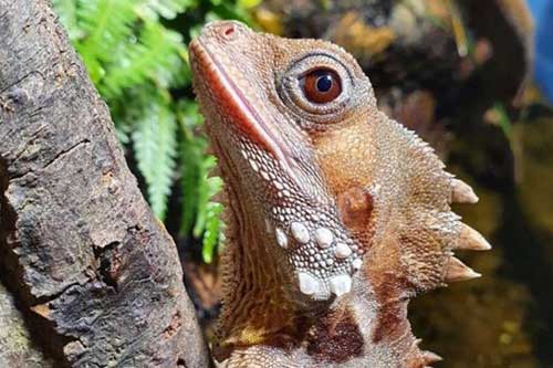 Loài bò sát kỳ lạ có thể… tự chuyển đổi giới tính