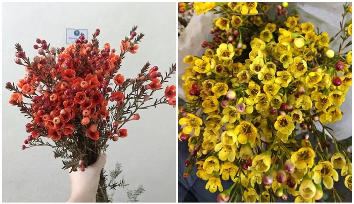 Thanh liễu cũng là một loài hoa đang được nhiều người mua dịp Tết năm nay. (Ảnh: KT)