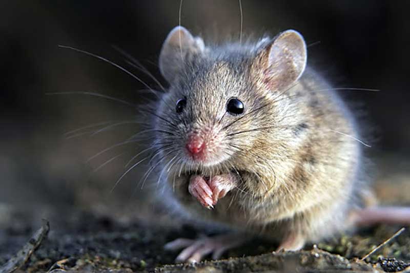 Tháng 12 Âm lịch, 5 con giáp này số đỏ hơn son, dễ giàu hơn trúng số, 'đánh đâu thắng đó'