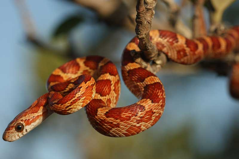 Bước sang tuần mới, 5 con giáp này dễ giàu hơn trúng số, tiền đè 'ngộp thở'