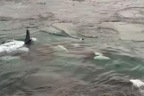 Cá voi sát thủ rượt đuổi hải cẩu kinh hoàng