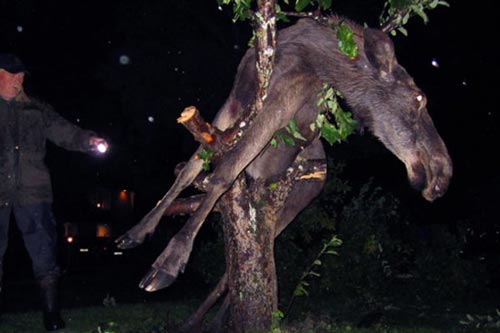 Nai sừng tấm bị mắc kẹt trên cây do... say rượu