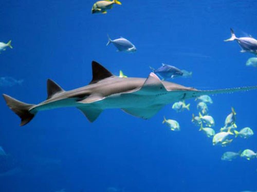 Giải mã loài cá kiếm tự sinh con không cần giao phối